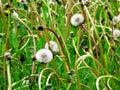 Dandylion Weeds Royalty Free Stock Photo