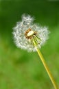 Dandylion Weeds Royalty Free Stock Photo