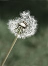 Dandylion Weeds Royalty Free Stock Photo