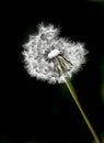 Dandylion Weeds and Black Background Royalty Free Stock Photo