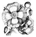 Danebrog, poppy, Papaver, Somniferum, flower, petals vintage illustration