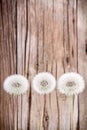 Danelion fluff on wooden background Royalty Free Stock Photo