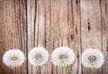 Danelion fluff on wooden background Royalty Free Stock Photo