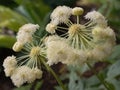 Dang Gui (Angelica sinensis) in the garden