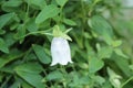 `Dang Shen` flower - Codonopsis Pilosula