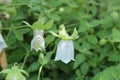 `Dang Shen` flower - Codonopsis Pilosula
