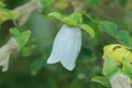 `Dang Shen` flower - Codonopsis Pilosula