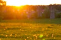 Dangelion field background Royalty Free Stock Photo