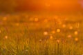 Dangelion field background