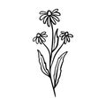 Dangelion outline hand drawn logo element. Herbs doodle botanical icon dangelion for logo. Royalty Free Stock Photo