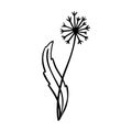 Dangelion outline hand drawn logo element. Herbs doodle botanical icon dangelion for logo Royalty Free Stock Photo