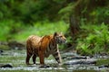 Danger animal, tajga in Russia. Tiger in the river. Tiger action wildlife scene, wild cat, nature habitat. Tiger running in water. Royalty Free Stock Photo