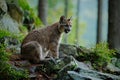 Danger Cougar siting in the green forest Royalty Free Stock Photo