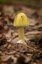 Danger on the forest, death cap Amanita phalloides