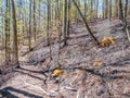 Danger Forest fire in Germany