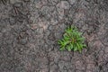 The danger of global warming. Close-up of green grass with cracked soil in dry season. Concept ecological disaster and drought Royalty Free Stock Photo