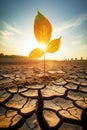 Danger Global Warming concept.Close up of small plant with cracked soil at dry season.Dried cracked earth soil ground Royalty Free Stock Photo