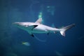 Danger Grey Reef Shark in the ocean