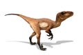 Portrait of a dinosaur called velociraptor on white background