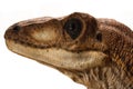 Portrait of a dinosaur called velociraptor on white background Royalty Free Stock Photo
