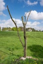 The Danger or Lone Tree for the Royal Newfoundland Regiment