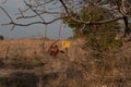 DANGER mines sign, Golan Heights Israel Royalty Free Stock Photo