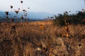 DANGER mines sign, Golan Heights Israel Royalty Free Stock Photo