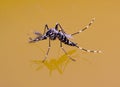 A danger mosquito Royalty Free Stock Photo