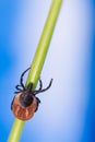 Infectious parasite. Deer tick lurking on grass stem, blue sky background. Ixodes Royalty Free Stock Photo
