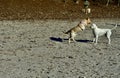 Danger overhead, two dogs, one about to clobber the other