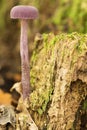 Danger poison psychedelic violet mushrooms in the forest, (Laccaria amethystina)