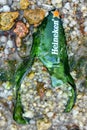 Broken beer bottle Royalty Free Stock Photo