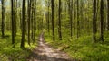 Danger sport bicycle pathway, hill slope forest thickets dirt road, tyre tracks, spring flowers vegetation, sunny day long tree