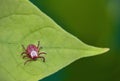 Danger of tick bite. Parasite mite sitting on a green leaf