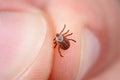 Danger of tick bite. Shows close-up mite in the hand. Royalty Free Stock Photo