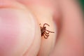 Danger of tick bite. Shows close-up mite in the hand. Royalty Free Stock Photo