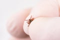 Danger of tick bite. Shows close-up mite in the hand in glove. Royalty Free Stock Photo