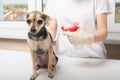 Danger of ticks and fleas for a pet. Girl treats a small dog before a walk