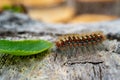 Danger to tree caterpillar eats green leaf Royalty Free Stock Photo