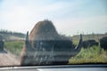 View out the front windshield of a vehicle with an up close buffalo at Custer State Park, South Dakota, USA
