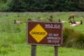 Danger wild Elk