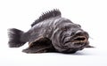 danger Wolf fish isolated on transparent background. Royalty Free Stock Photo