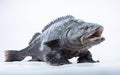 danger Wolf fish isolated on transparent background. Royalty Free Stock Photo