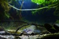 Dangerous and aggressive predator Channel catfish, Ictalurus punctatus in European freshwater cold-water biotope aqua Royalty Free Stock Photo