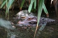 Dangerous alligator swimming in the water in the zoo