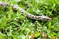 Dangerous animal (Burmese python) could be found between the green grasses on your backyard Royalty Free Stock Photo