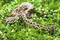 Dangerous animal (Burmese python) could be found between the green grasses on your backyard Royalty Free Stock Photo