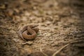 The common adder Vipera berus on the ground Royalty Free Stock Photo