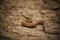 The common adder Vipera berus on the ground Royalty Free Stock Photo