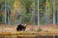 Dangerous animal in nature forest and meadow habitat. Wildlife scene from Finland near Russia bolder. Autumn forest with bear. Bea Royalty Free Stock Photo